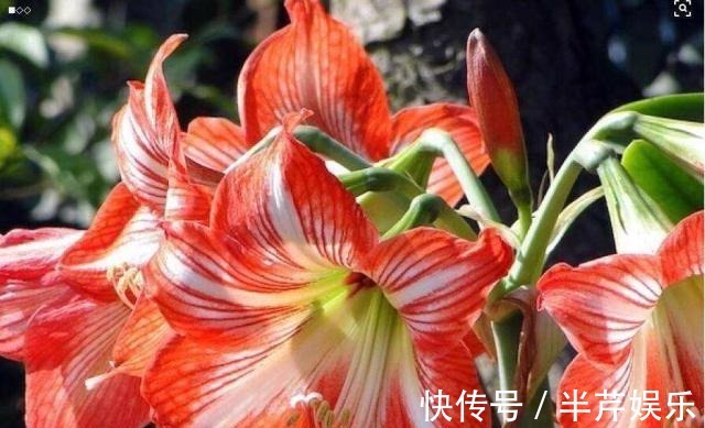 “此花”一年开4、5次，好养开花美，朋友看了多夸赞，比君子兰强