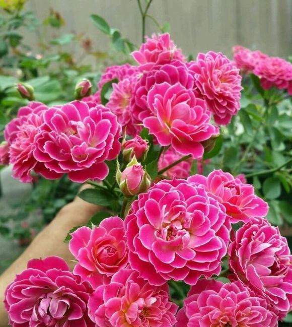 最值得入手的盆栽月季花,全年开花不停,种植容易,你值得拥有