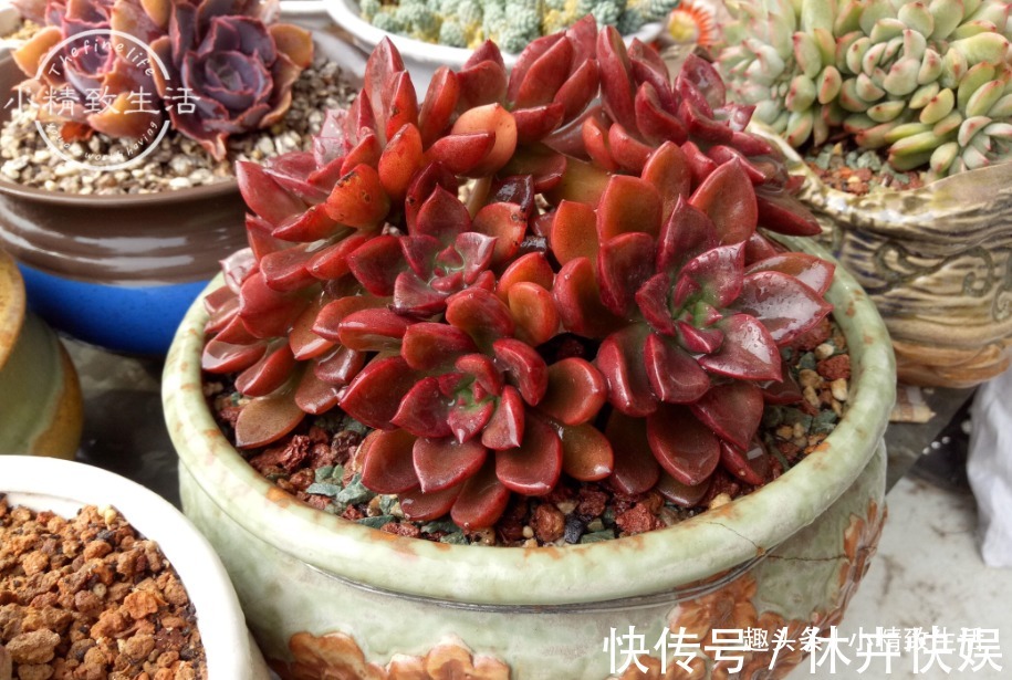 别以为立秋了,多肉就安全了,还有“秋老虎”,不要掉以轻心哦