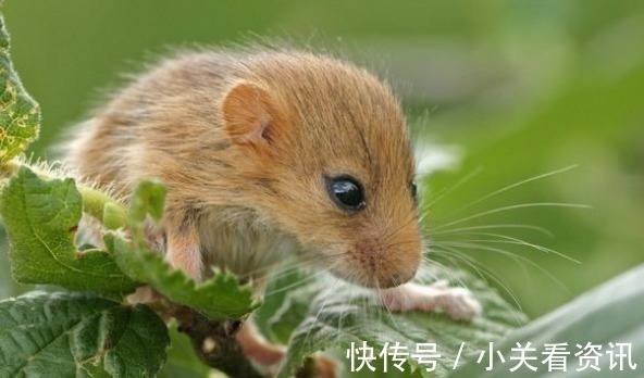 荣华|属鼠人出生在以下4个月，注定一生荣华无忧，看看其中有你吗