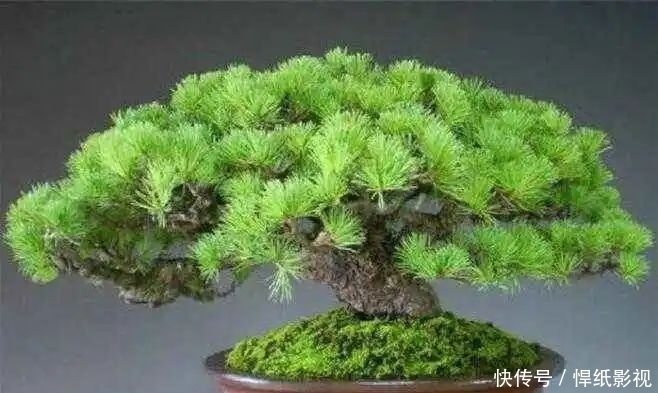 清朝|五针松以“五叶丛生”得名,早在清朝光绪年就在三十六湾村走红!