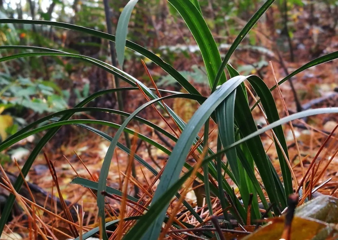 野生|家养兰花常发病,为什么野外的兰花病害少?兰友一语道破玄机