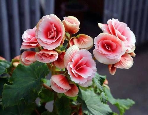 家养丽格海棠，浇水有“妙方”，学会这几招，轻松开满盆