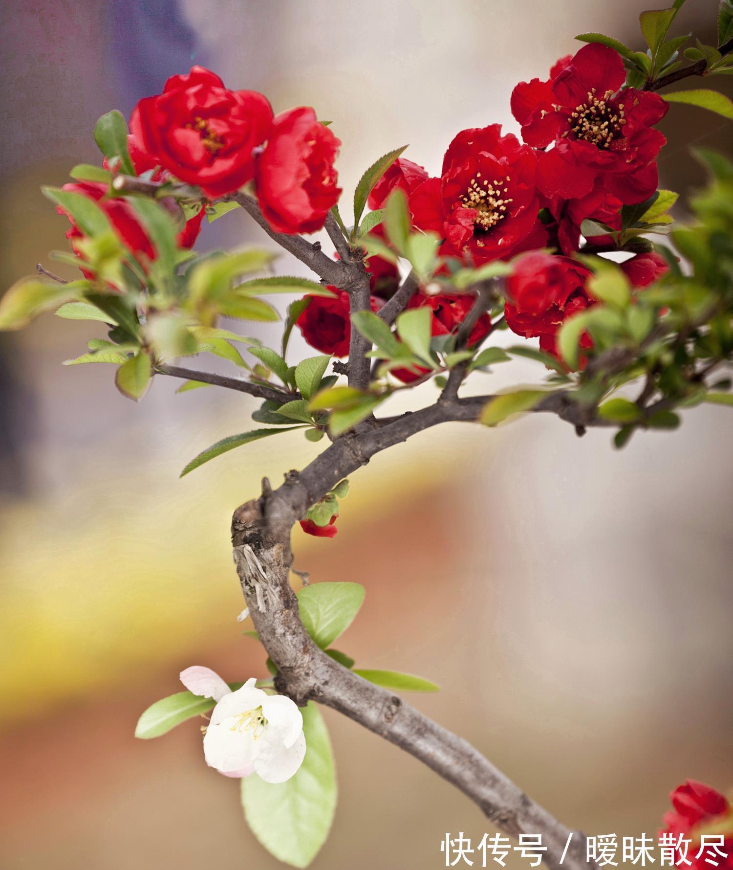 花友|容易被“误杀”的7种花,汲取教训,才能养好