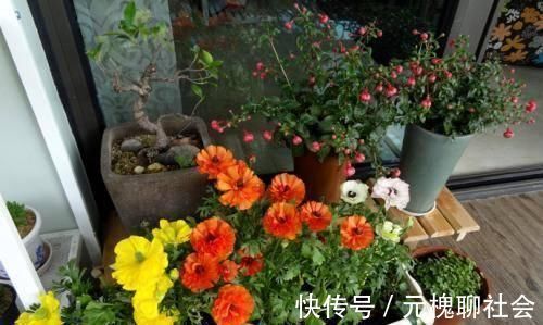 植物|君子兰总是养不活往花盆里加点“好东西”，让植物越长越茂盛