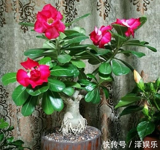 想让沙漠玫瑰开花“强”，关键“肥料”不能停，花期延长，一直开