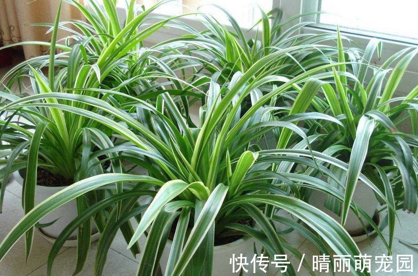 废水|喜欢上养花后,这3样废水就成了“肥水”,谁用谁受益