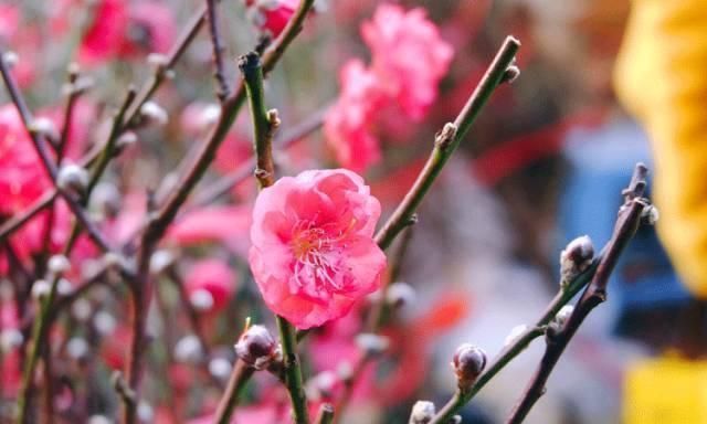 10句养生名联,寥寥数语,养出精气神