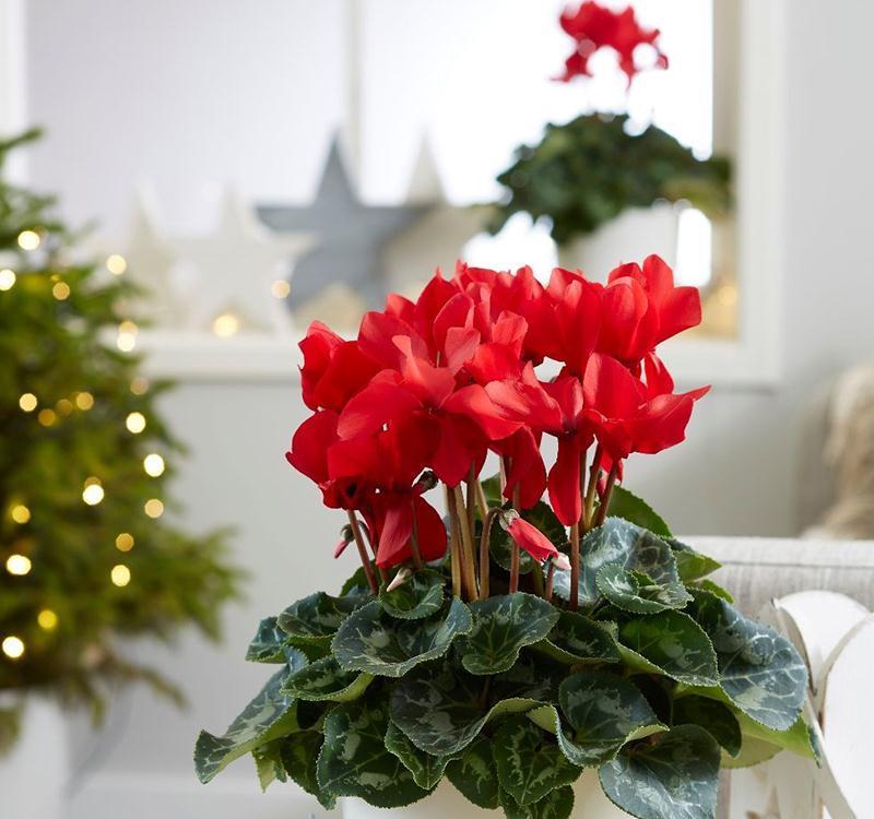 “年味十足”的11种花,颜值高寓意好,想买要趁早,晚了会涨价