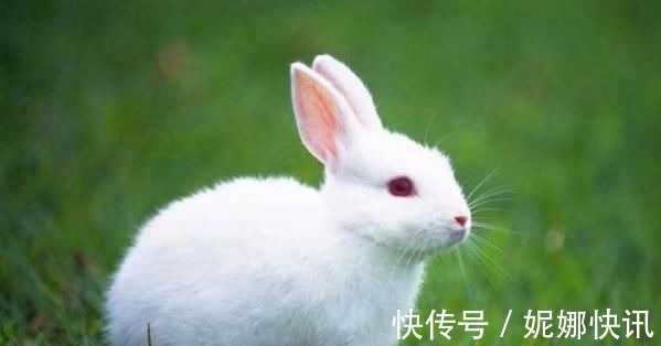 生肖兔|生肖兔12个月12种命，这几月出生的子女，一生福运旺到发