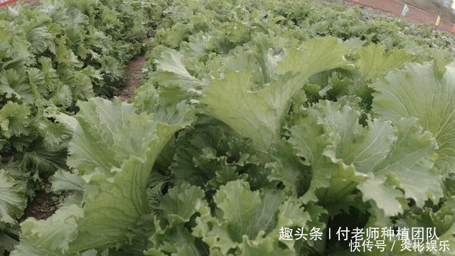 饺子|这3种蔬菜，长得好看，味道香，适合家庭种植，千万别错过了