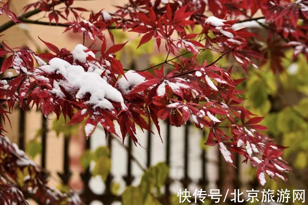 云赏雪|昌平初雪美景回放！雪缀红叶、红墙白雪…这也太美了吧