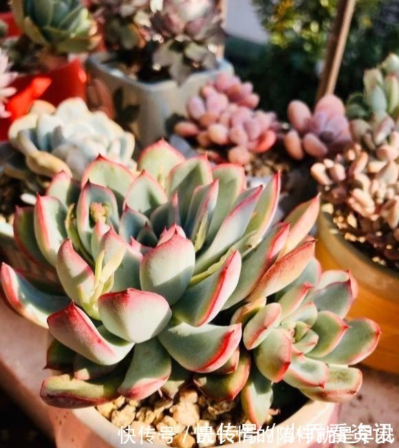 多肉|多肉在夏天，怎么晒太阳很多人弄反了，总是养不活