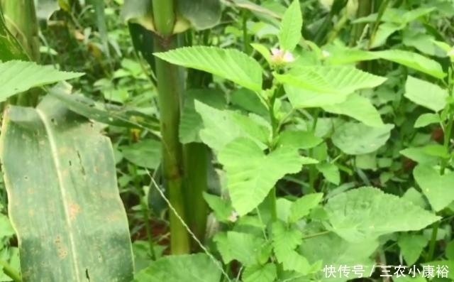 专治|玉米地里长了一种天然“皮炎平”,专治各种皮肤病,遇到请珍惜!