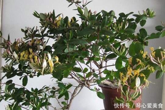 治病|喜欢盆栽这3款植物就赚大了，既能观赏又能治病，堪称天然药箱