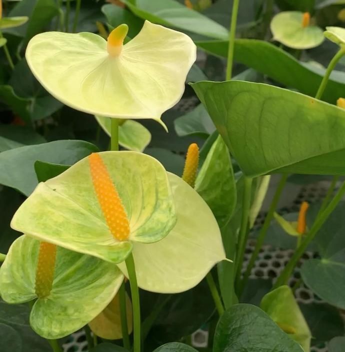  惹人爱|美丽晋宁：小小红掌色彩多，心形花朵惹人爱