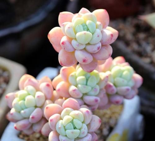 养多肉植物选它，造型别致，香味宜人，养护简单，值得拥有！