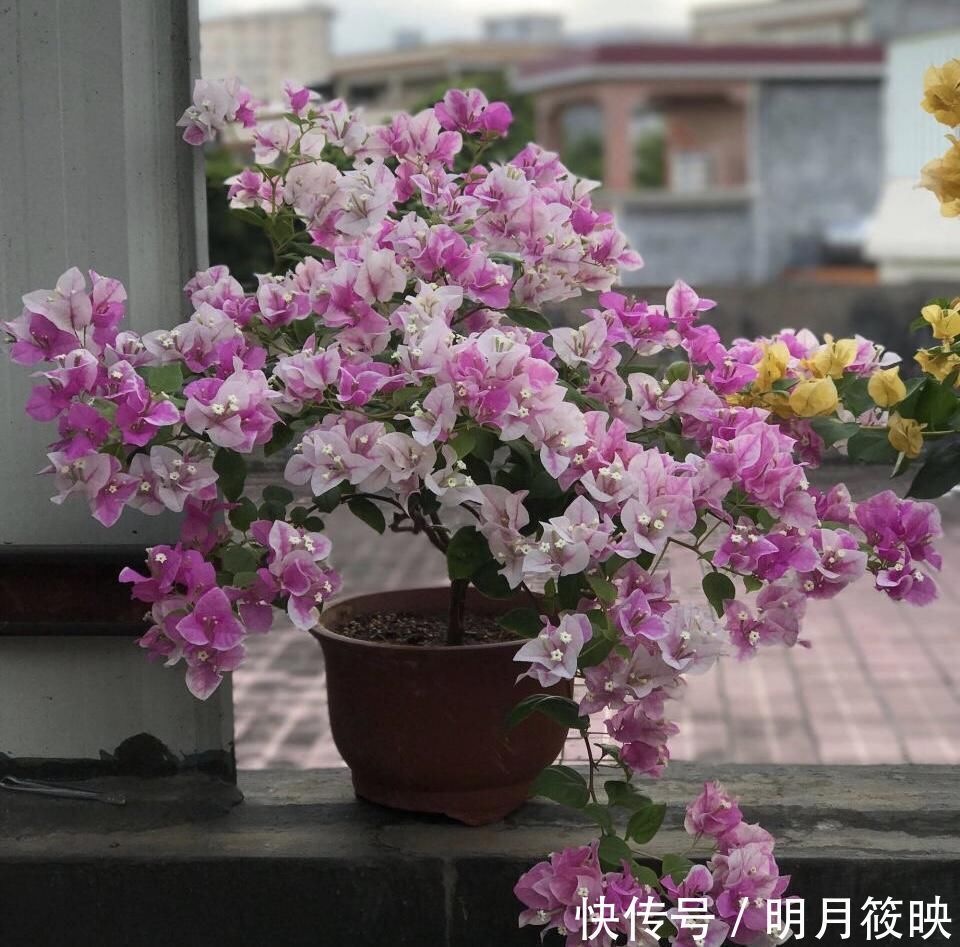 盆景|养了10年的三角梅，一年“修剪”5、6次，变成“老桩”盆景