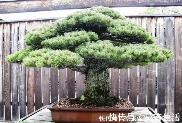 盆栽|世界上又一奢侈品《盆栽》一盆就是一座房子!