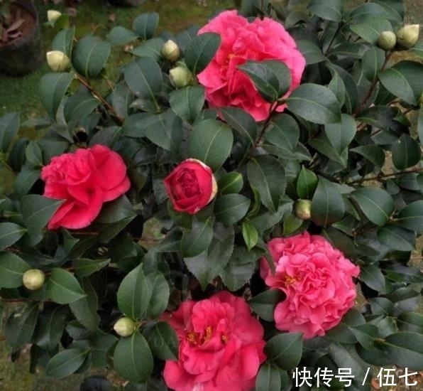 忘了月季吧,此花颜值高香味浓,零下20℃照样生机勃勃