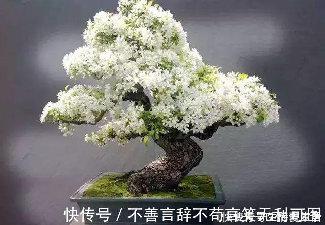阳台上|还在苦苦养花吗？今年都流行种果树了，开完花就结果，味甜真不错
