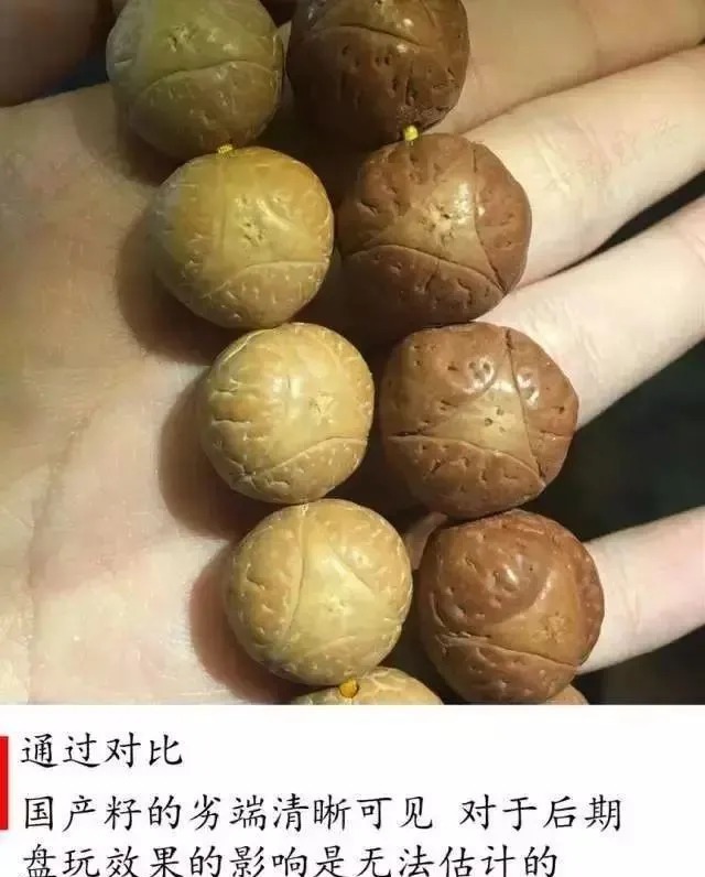 国产|酸枣核已退位,国产嫁接凤眼登场——如何辨别凤眼菩提的产地!