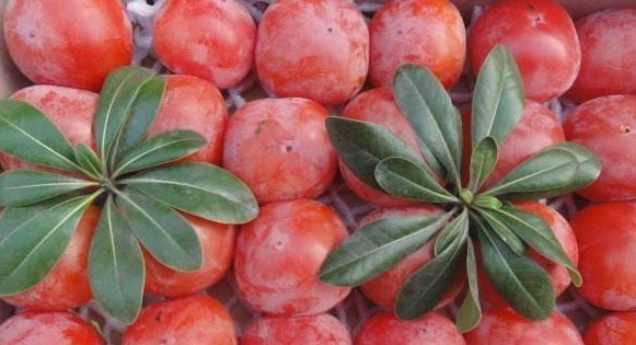 火晶柿子|女性最好的零食,不想老太快需多吃,补血活血,保持健康好气色