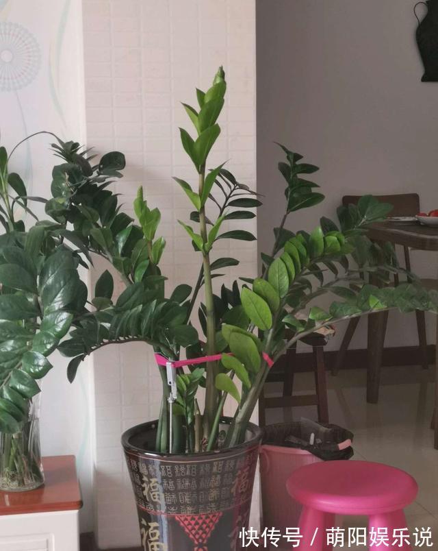 白掌花|旺财旺运的5种盆栽,好看好养,放家里一盆不吃亏