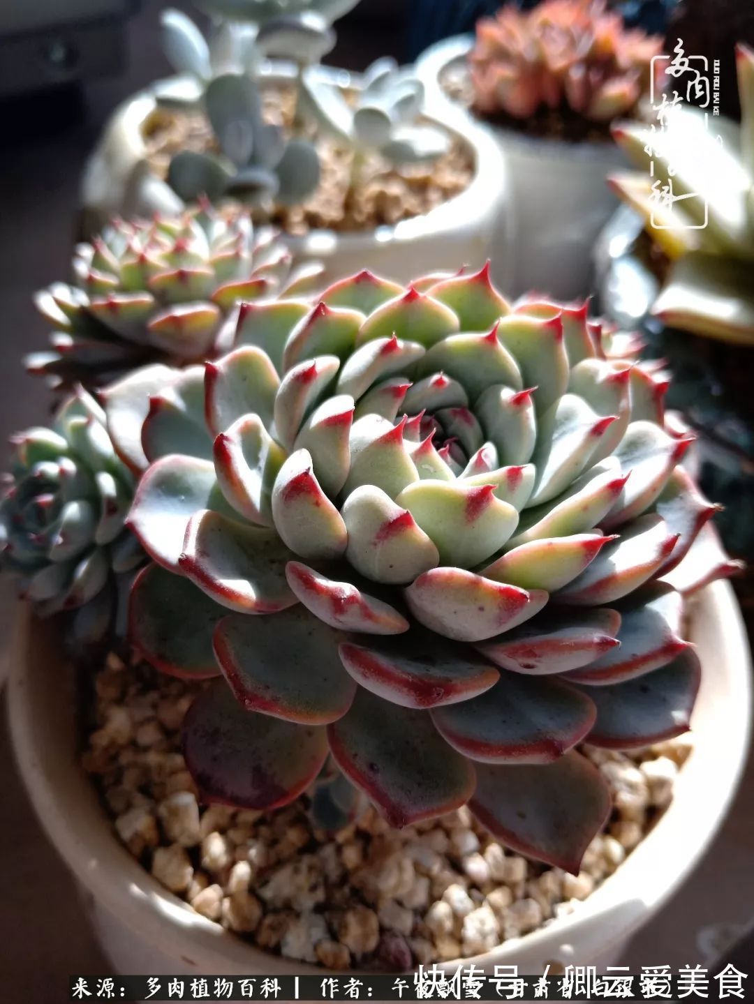 久在晴冬等雪来——北方阳台党的多肉成长历程!