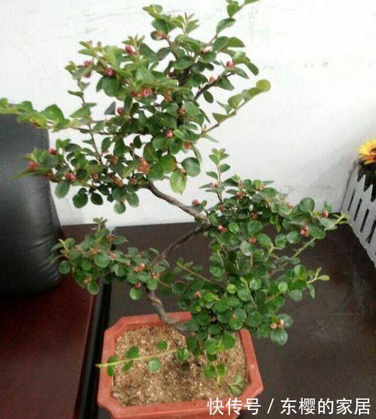 邻居捡到野货树桩，种盆里价值不菲，羡慕啊!