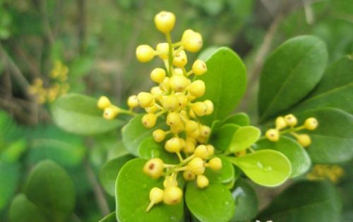 养花试试这几款,红色的花朵代表财富和好运