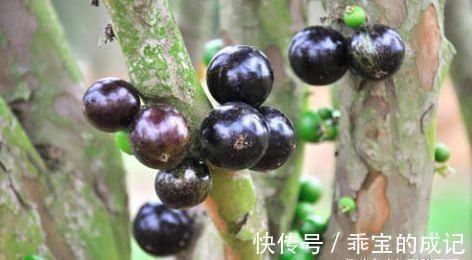 雪里红|想养生得会吃，三种食物每天吃点，可补气血，排湿毒，早吃早好