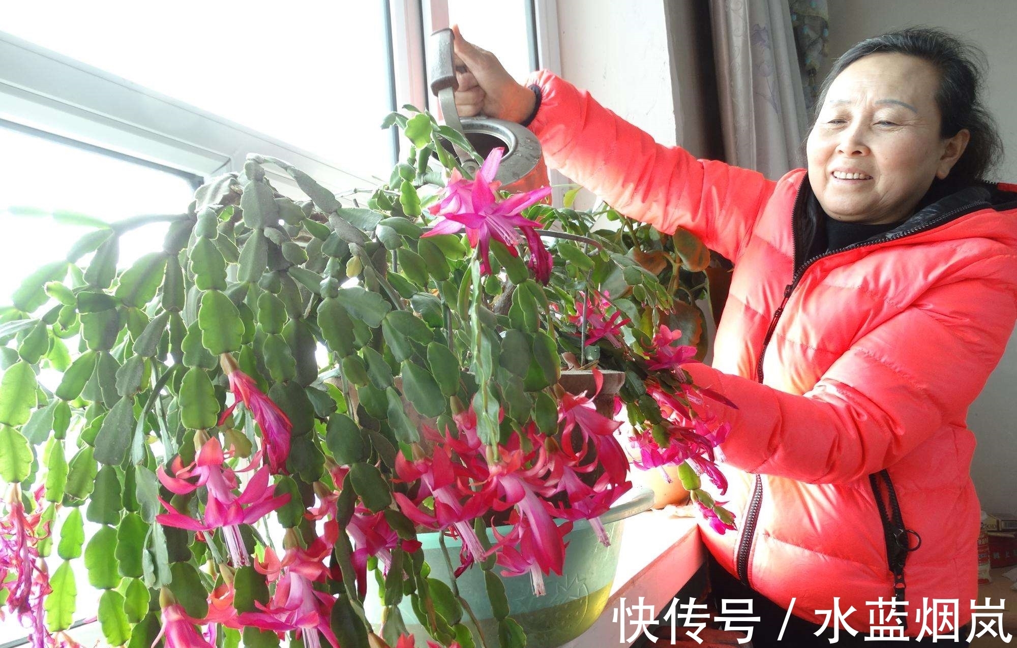 磷酸二氢钾|张大妈入秋养蟹爪兰,用“这招”,不但长得快,而且开花多