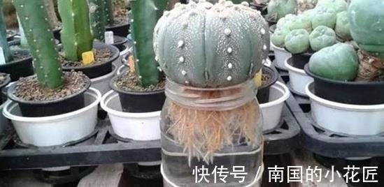 休眠|多肉植物养不活，扔水池里3天，自己生根长叶，原来还能这么养