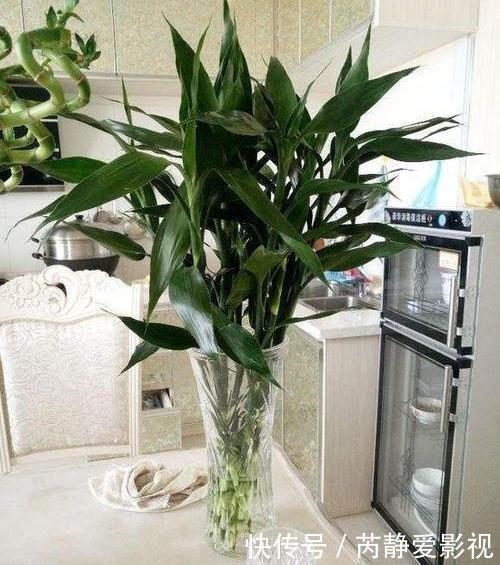 4种贵气花,个个富贵吉祥,再不喜欢也要养一盆