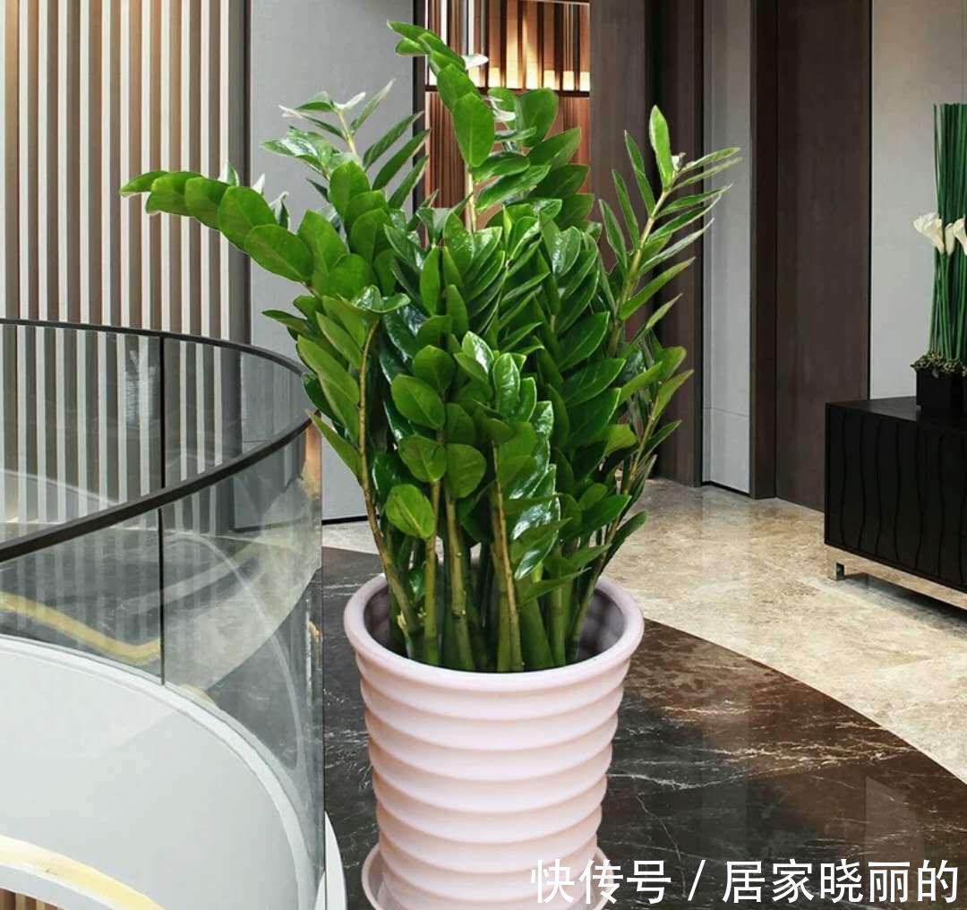 公认的“十种健康花”，建议至少养一盆，净化空气一级棒