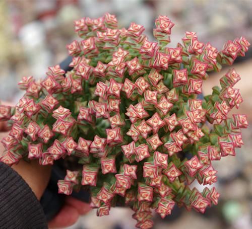  好养|此款多肉，好看又好养，繁殖快，还能开出小米花！