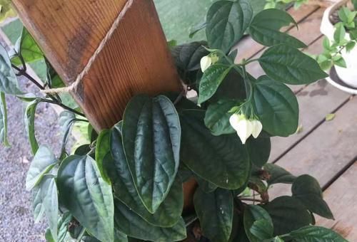 朋友家的盆栽龙吐珠老叶黄不开花,为啥我的爬满围墙,每年都开花