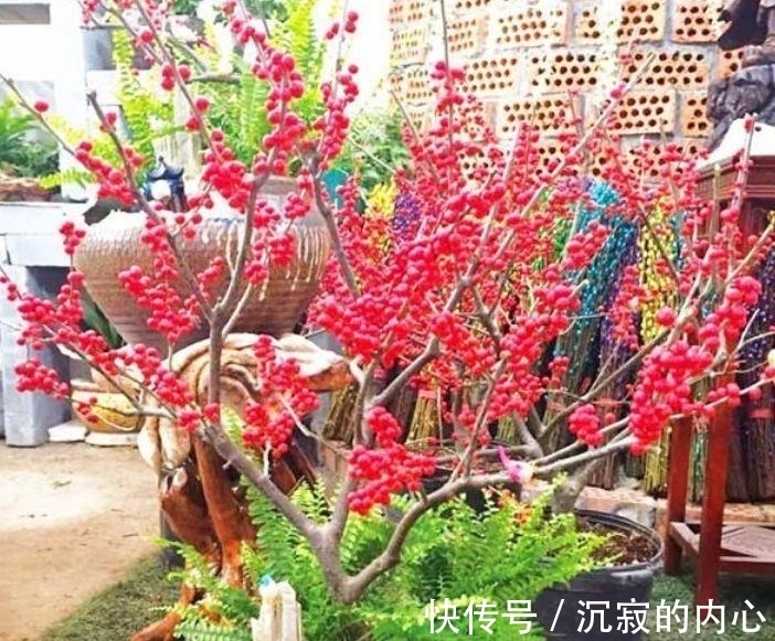 家养此款花卉,花色淡雅,爆盆蓝色一片,好看极了