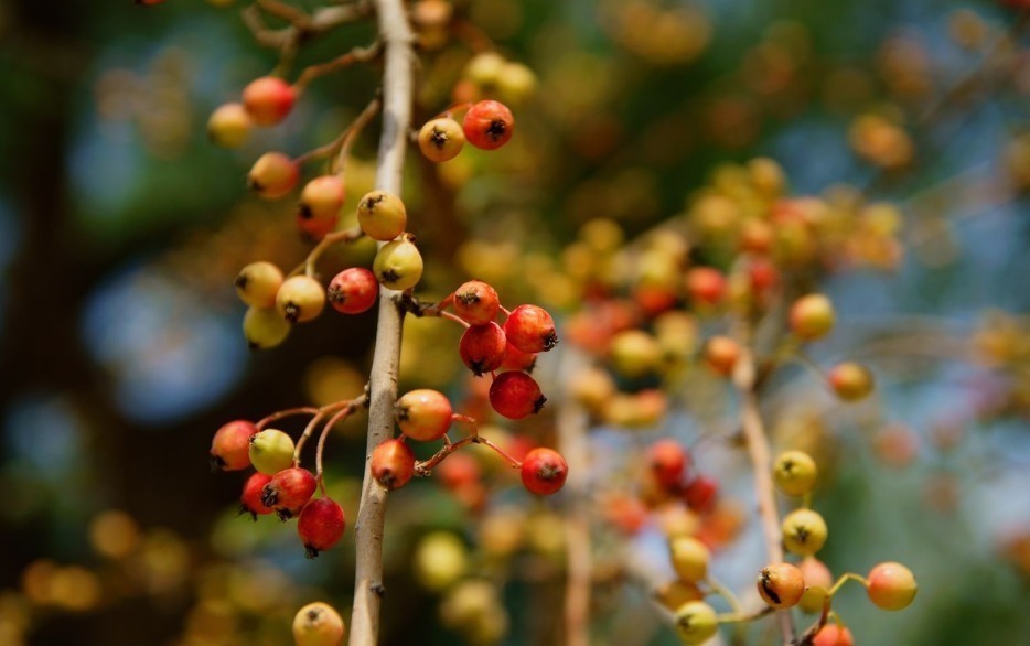 诗词|【诗词鉴赏】古诗词里听秋声,声声入耳,句句在心!