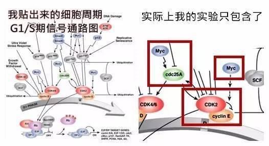 导师|看懂复杂的信号通路，组会上让导师刮目相看