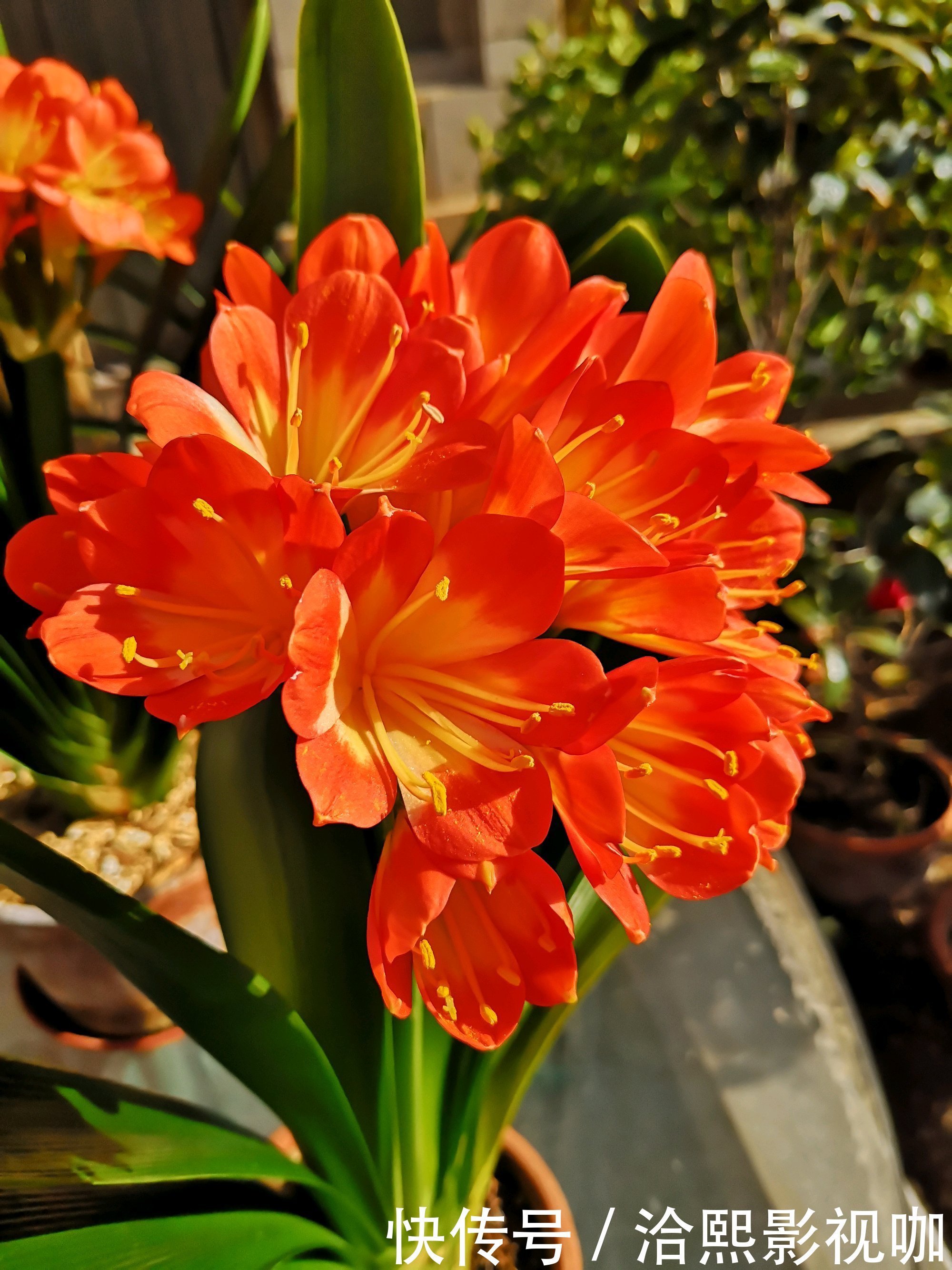 营养|君子兰谢花后,花箭修剪两绝招,营养回流复花率倍增,一直剪错了