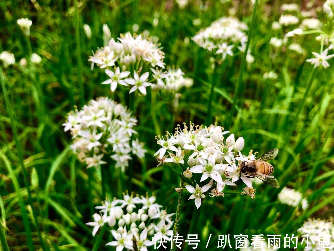 好吃|腌韭菜花,除了放盐,再加入它,韭菜花酱翠绿不变色,黏稠又好吃