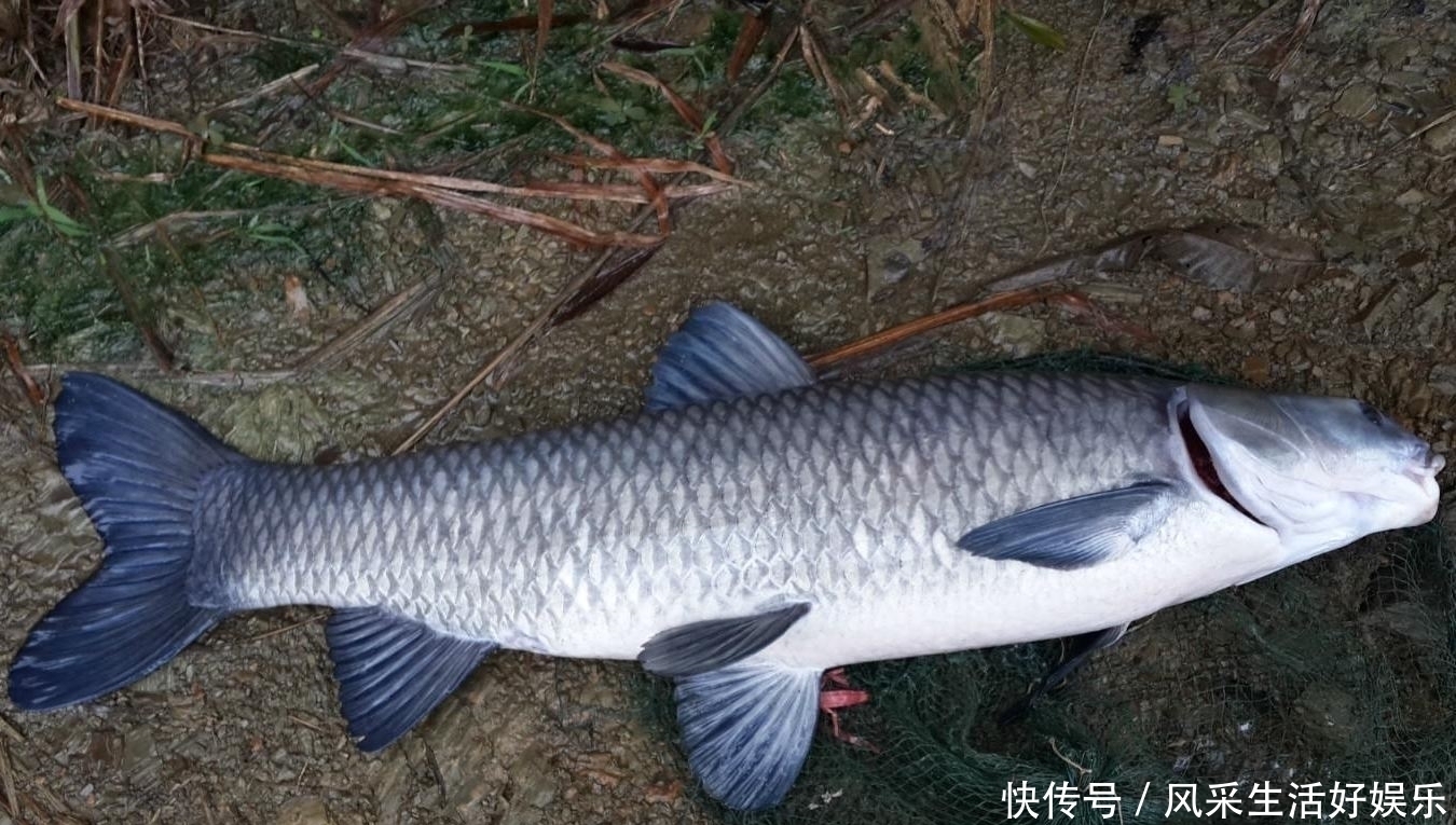 螺蛳|天热之后钓青鱼,就按我说的办法配饵料,咬钩的都是大家伙