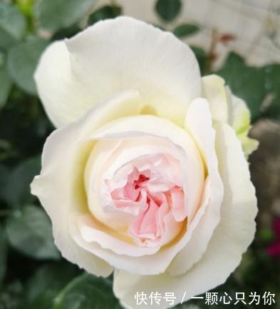 有香味的月季才有灵魂,优秀的浓香月季品种推荐