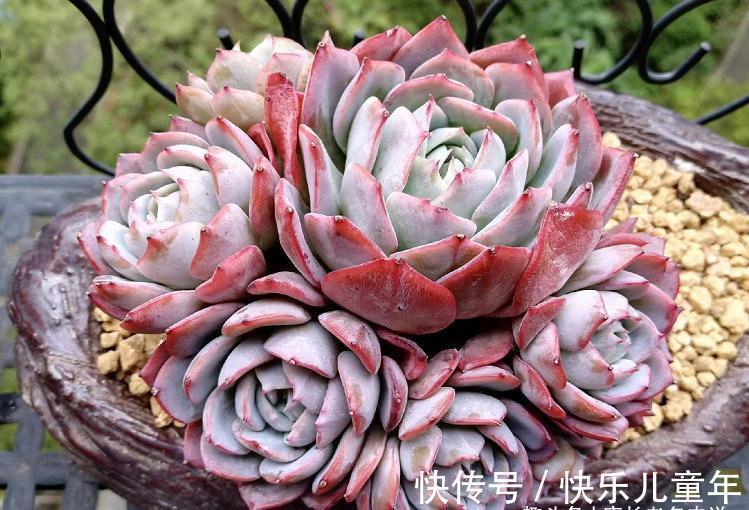 栽种多肉先放土还是“肉”?貌似很简单的问题,但却有很多小技巧