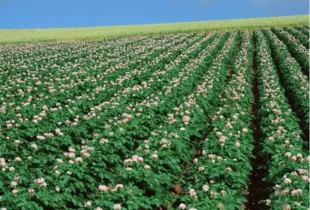 五谷|天地生五谷:土豆兄弟