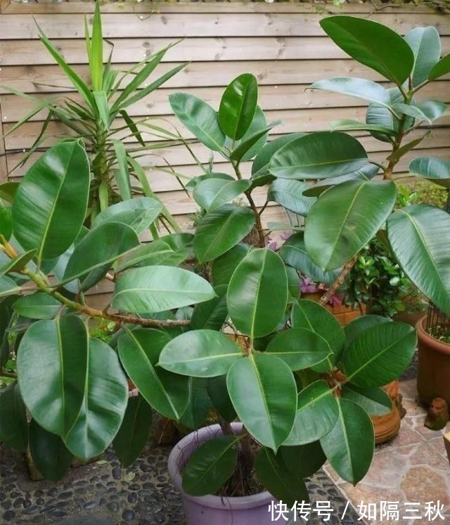 家里有5种花，春天记得“打头”修剪1下，这样才能长“饱满”