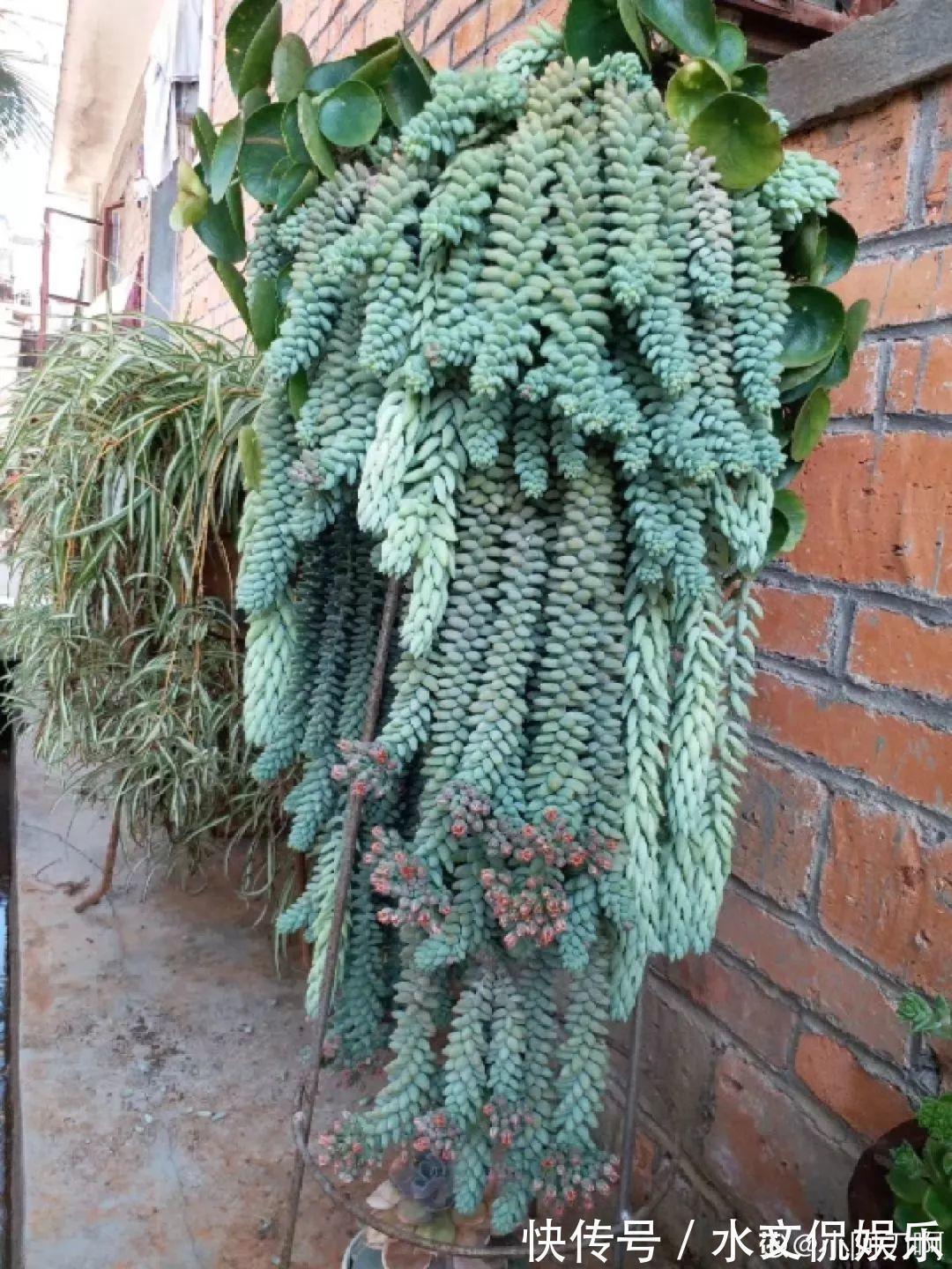 秋天买多肉,认准这点,长得胖嘟嘟窜出一圈小芽!