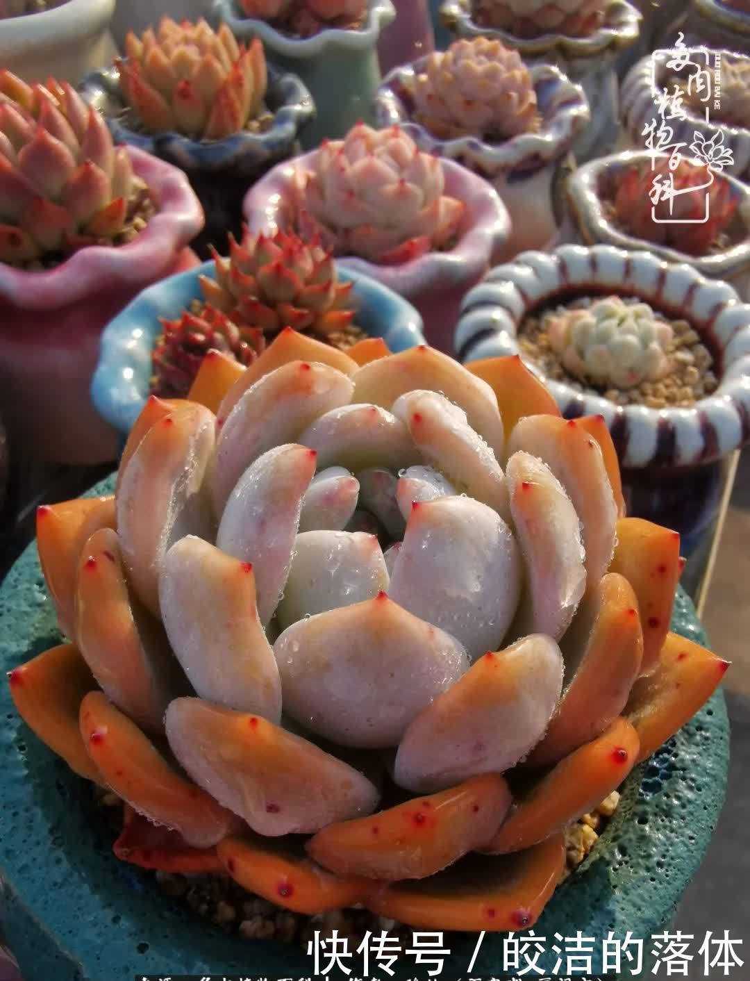 百度|我与多肉那些不得不说的故事!